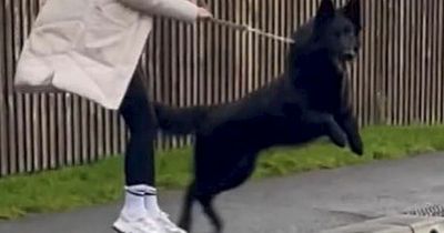 'Dog whisperer' who says he can transform any aggressive dog in just two hours
