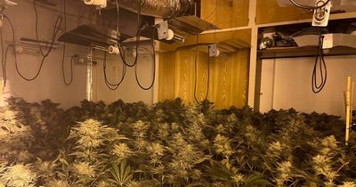 Arrest after hundreds of cannabis plants discovered at farm in Bolton home