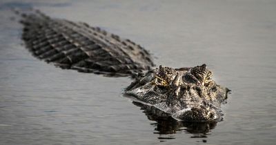 Children forced to escape up a tree to escape massive 5-metre stalker crocodile