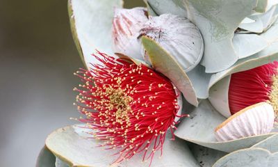 Eucalypt of the Year: 25 species from tall to small vie for top tree