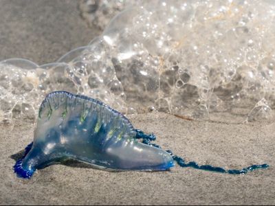 Jellyfish warning as Portuguese Man O’War washes up on Devon beach