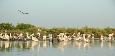 What is biocultural diversity, and why does it matter?