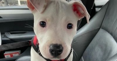 Tiny disabled deaf puppy abandoned by breeder now looking for new home