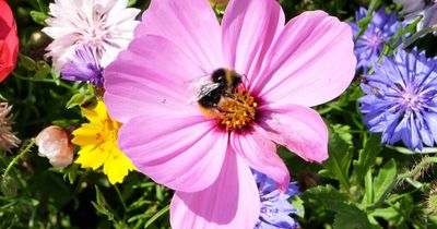 How you can make your garden more bee-friendly, including mowing the lawn less frequently