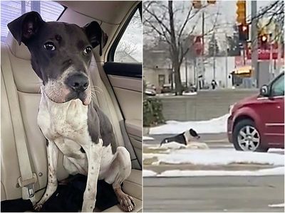 Video shows dog abandoned in freezing Wendy’s drive thru