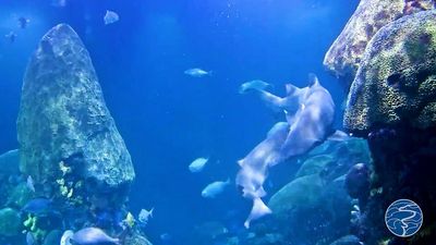 Bite Me: Sand Tiger Shark Mating Captured On Live Webcam At Tennessee Aquarium