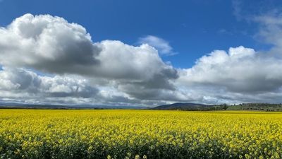 Tasmanian canola boom as growers eye record prices