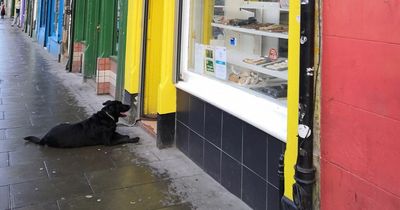 Edinburgh locals in stitches over adorable pooch waiting outside local bakery for a pie