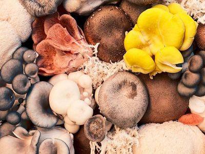 Hawaii: Senators Approve Task Force To Study Psilocybin Benefits Amid Shortage Of Medical Professionals