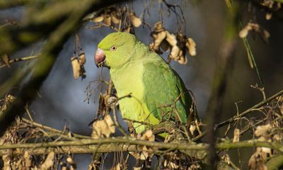 Escaped pet parrots pose ‘real problem’ to native New Zealand birds