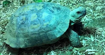 Runaway pet tortoise found after it travelled a mile in four years