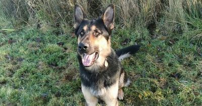 Busy night for Mersey Police dogs Yoda, Wilson and Quga