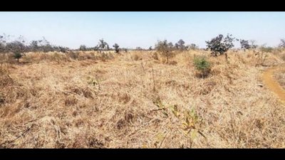 NHAI felled 20,500 trees on NH-7, planted 1.10 lakh, none survived