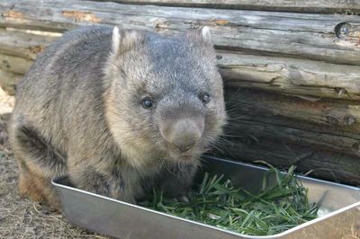 Guinness recognizes wombat in Ikeda as oldest in captivity