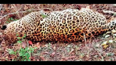 Madhya Pradesh: Another leopard electrocuted by illegal wire fence
