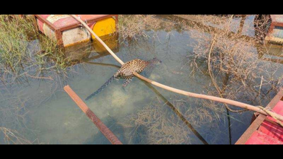 Leopardess drowns in WCL Chanda mine
