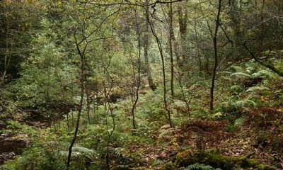 Plantwatch: project under way to restore Britain’s rainforests