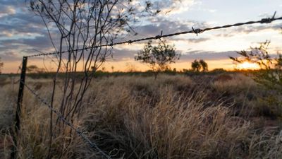 Arid Lands Environment Centre and Central Land Council launch legal action over Singleton Station water licence