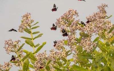 Thousands of Crimson Rose butterflies fly across ocean from India towards Sri Lanka