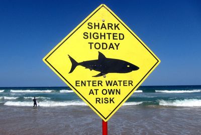 Shark attack kills swimmer in Sydney bay
