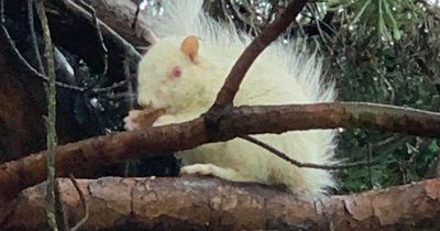 Rare white squirrel spotted in West Lothian garden