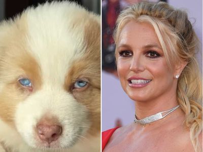 Meet Britney Spears’ new puppy Sawyer