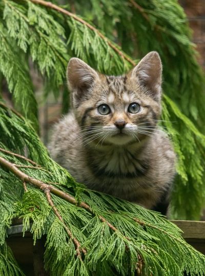 Police seize wildcat kitten from animal organisation