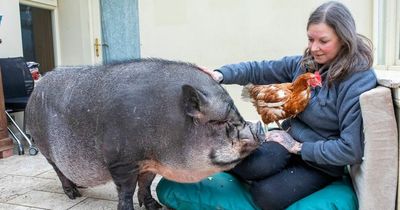 Giant pig given new best friend as hen moves into house in Carluke after avian flu 'flockdown'