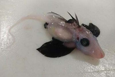 Rare ‘ghost shark’ discovered in New Zealand