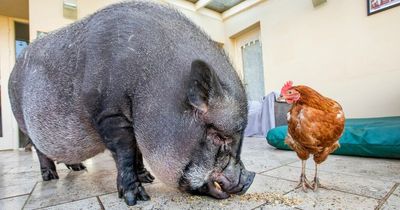 Giant potbellied pig and hen become unlikely best friends after moving in together in 'flockdown'