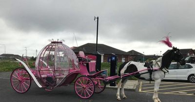 Driver of horse and carriage has licence suspended for using phone at the reigns