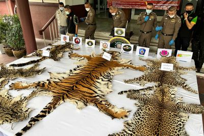 3 members of wildlife trade gang caught, 3 baby leopard cats rescued