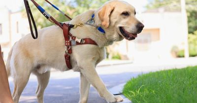 How to adopt and rehome a failed or retired guide dog in the UK