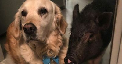 Dog and pig form unlikely friendship after becoming 'partners in crime'
