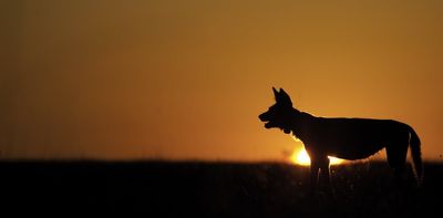 African wild dogs cope with human development using skills they rely on to compete with other carnivores