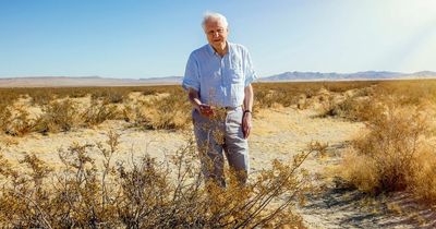 Sir David Attenborough sends letter congratulating Newark tree campaigners