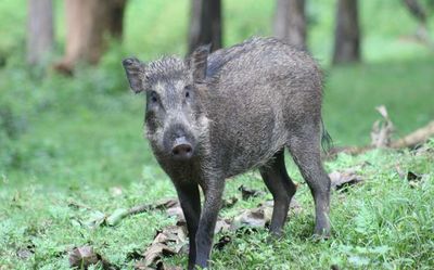 Vermin tag for wild boars: ‘partial’ hotspot list irks farmers in Kozhikode district