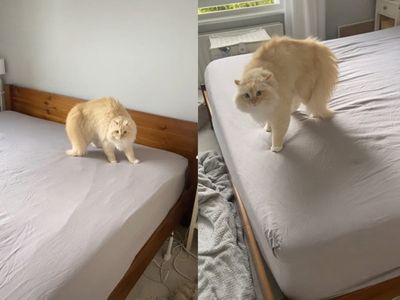 Cat amuses social media followers after refusing to let owner make their bed: ‘He chose violence today’
