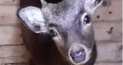 Chris the deer makes full recovery with help from Co Tyrone residents after being hit by car