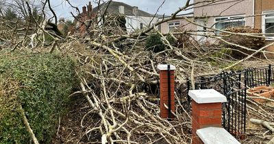 Lucky escape for Lanarkshire couple as fallen Storm Dudley tree misses home but wrecks garden