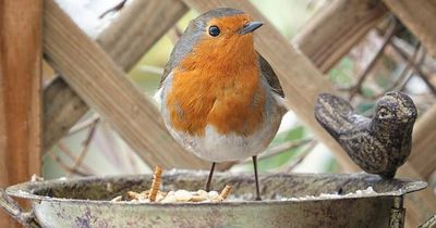 Lidl and Home Bargains shoppers praise £2.99 window feeder and say it's the perfect gift for bird watchers