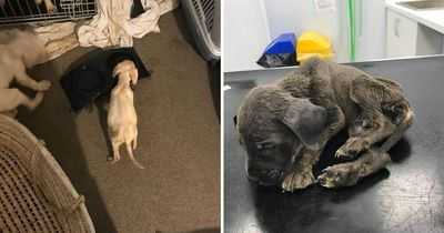 Puppies left starving, 'squealing' and locked up by heartless dog breeder who sold them for profit