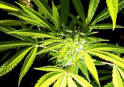 Italy's Constitutional Court vetoes referendum to liberalise cannabis