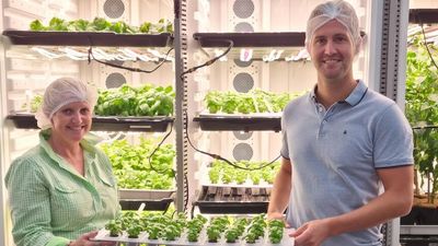 Feeding the bush from the backyard with vertical farming