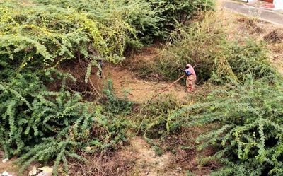 Committed to eradicating Seemai Karuvelam, Tamil Nadu govt. tells HC