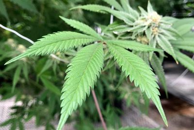 Marijuana bill spurs water rights debate in arid New Mexico