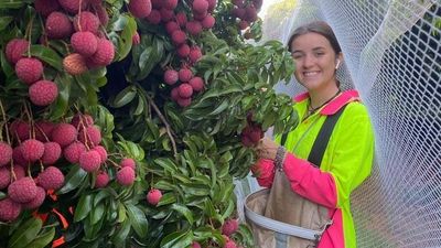 Bundaberg farmer employs almost 100 locals to ship Australia's first batch of lychees direct to New York