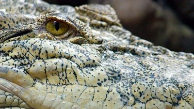 Saltwater crocodile found in creek near Darwin where locals swim 'every day'