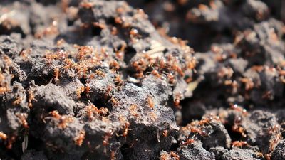Ramifications of failure to eradicate fire ants 'horrible to think about', Invasive Species Council warns