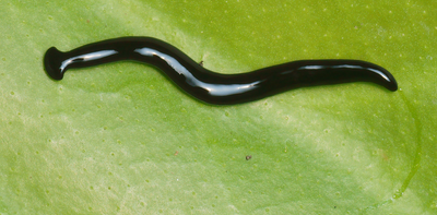 A new species of flatworm in our gardens that comes from Asia: Humbertium covidum